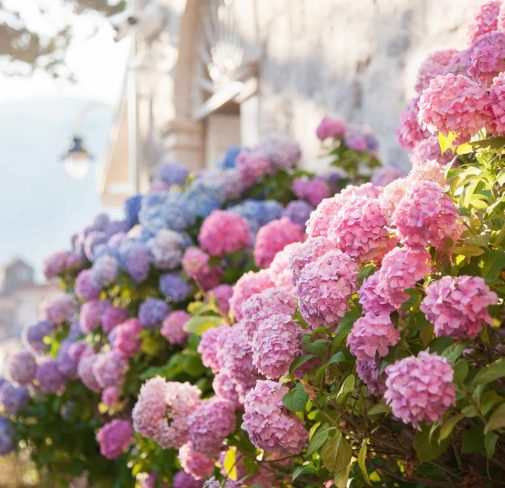 Hydrangea is pink, blue, lilac, violet, purple flowers are blooming in spring and summer at sunset in town garden.